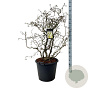 Corylus a. 'Contorta' 125-150 cm cont. 55L extra