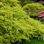 Acer pal. 'Dissectum' 80-100 cm 12L kegel