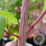 Acer pensylvanicum 125-150 cm 15L