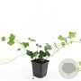 Hedera hibernica 30-40 cm P9