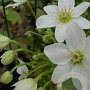 Clematis 'Joe' 70 cm 2,0L