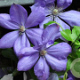 Clematis 'Mrs Cholmondeley' 70 cm 2,0L