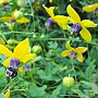 Clematis orientalis 70 cm 2,0L