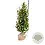 Ilex meserv. Heckenfee 125-150 cm met kluit extra