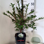 Euonymus alatus 40-50 cm 5,0L