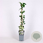 Exochorda 'The Bride' 150-175 cm 5,0L