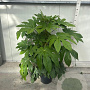 Fatsia japonica 100-125 cm 12L
