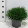 Pinus mugo mugo 30-40 cm 5,0L