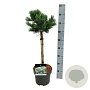 Pinus parv. 'Negishi' 40 cm stam 5,0L