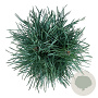 Pinus sylv. 'Fastigiata' 30-40 cm 4,5L