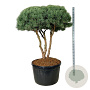 Pinus sylv. 'Watereri' 150-175 cm cont. 285L scherm