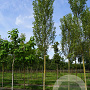 Populus nigra 'Italica' 25-30 HO draadkluit