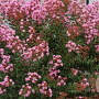 Lagerstroemia i. Eveline 80-100 cm 12L struik rood