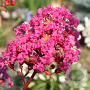 Lagerstroemia i. With Love Kiss 40-60 cm 2,0L