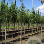 Sorbus commixta 6-8 HO draadkluit