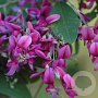 Lespedeza bicolor 150-175 cm 5,0L