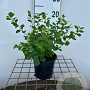 Spiraea decumbens 25-30 cm C1.3