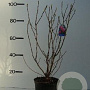 Magnolia 'Betty' 60-80 cm 7,5L