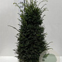 Taxus baccata 120-140 cm met kluit extra