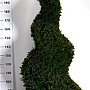 Taxus baccata 175-200 cm cont. 130L spiraal