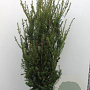 Taxus media 'Hillii' 120-140 cm met kluit extra