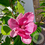 Magnolia 'Genie' 120 cm stam 15L
