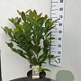 Magnolia soulangeana 60-80 cm 7,5L