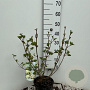 Viburnum plic. 'Grandiflorum' 50-60 cm 4,0L