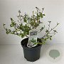 Viburnum plic. 'Newport' 50-60 cm 7,5L