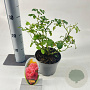 Rosa (H) Mirato 15-20 cm P15