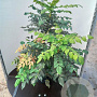 Mahonia japonica 'Hivernant' 80-100 cm 20L extra