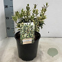Osmanthus heter. 'Variegatus' 20-25 cm 2,0L