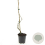 Parthenocissus quinquefolia 80-100 cm 2,5L