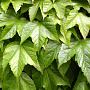 Parthenocissus tr. 'Veitch.Robusta' 80-100 cm 2,5L