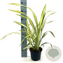 Phormium 'Gold Sword' 40-60 cm 7,5L