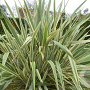 Phormium 'Golden Ray' 40-60 cm 7,5L