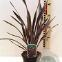Phormium 'Pink Stripe' A kwaliteit 12L