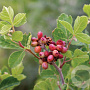 Rhus aromatica 150-175 cm 35L solitair