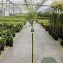 Salix integra 'Hakuro-nishiki' 100 cm stam 4,0L