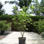 Tetradium daniellii 125-150 cm 12L