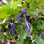 Vitis amurensis 70 cm 2,0L