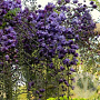 Wisteria brach. 'Golden Dragon' 200-225 cm cont. 160L solitair