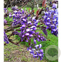 Wisteria brach. 'Okayama' 125-150 cm cont. 160L solitair