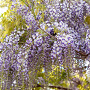 Wisteria flor. 'Burford' 200-225 cm cont. 160L solitair