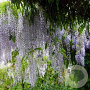 Wisteria flor. 'Multijuga' 80-100 cm 2,5L