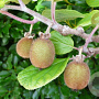 Actinidia deliciosa 'Solo' 80-100 cm 2,5L