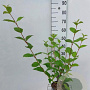 Cornus alba 'Sibirica' 80-100 cm 3,0L