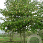 Cornus controversa 80-100 cm 7,5L