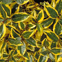 Elaeagnus ebb. 'Gilt Edge' 25-30 cm 5,0L