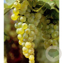 Vitis 'Vroege van der Laan' 70 cm 2,0L